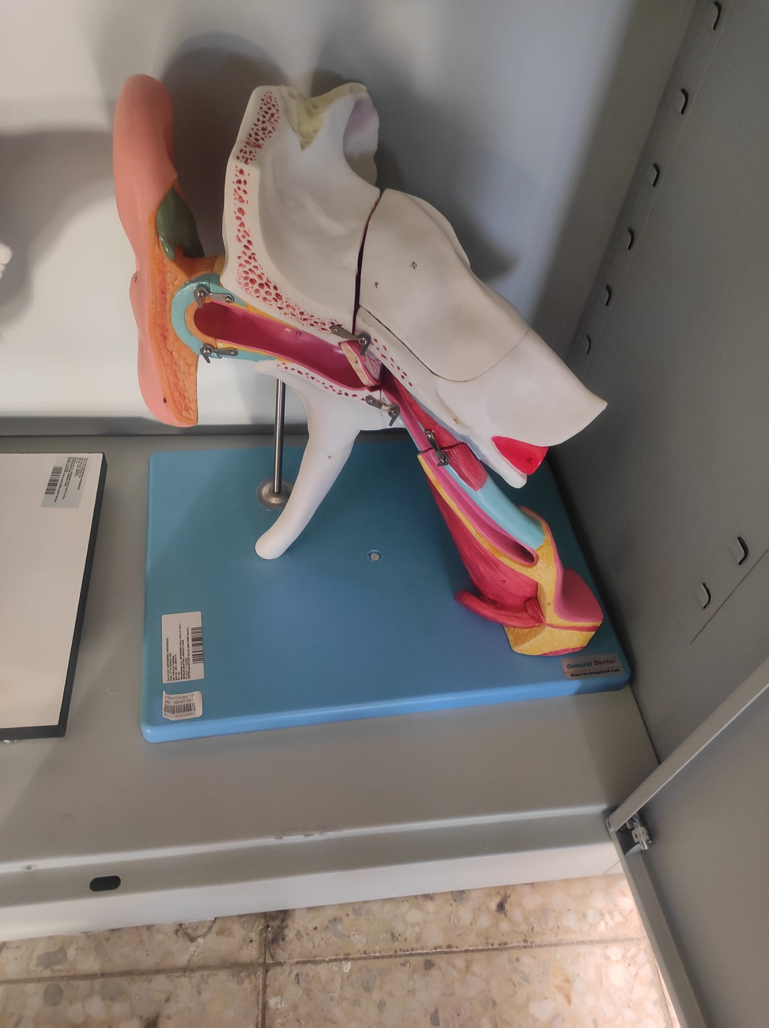 Kulak Anatomisi Maketi