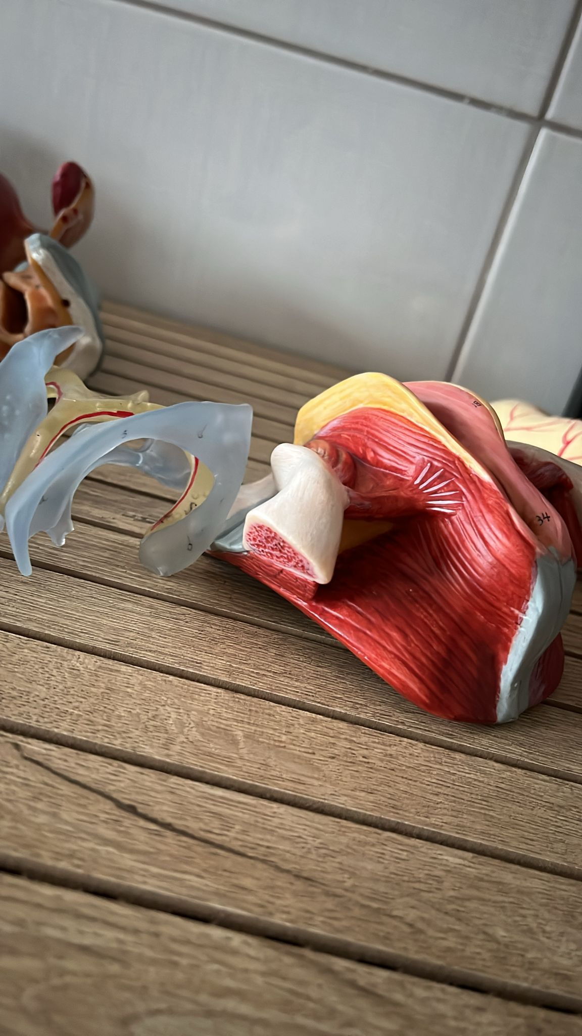 9-Kadın İç Genital Organ Modeli