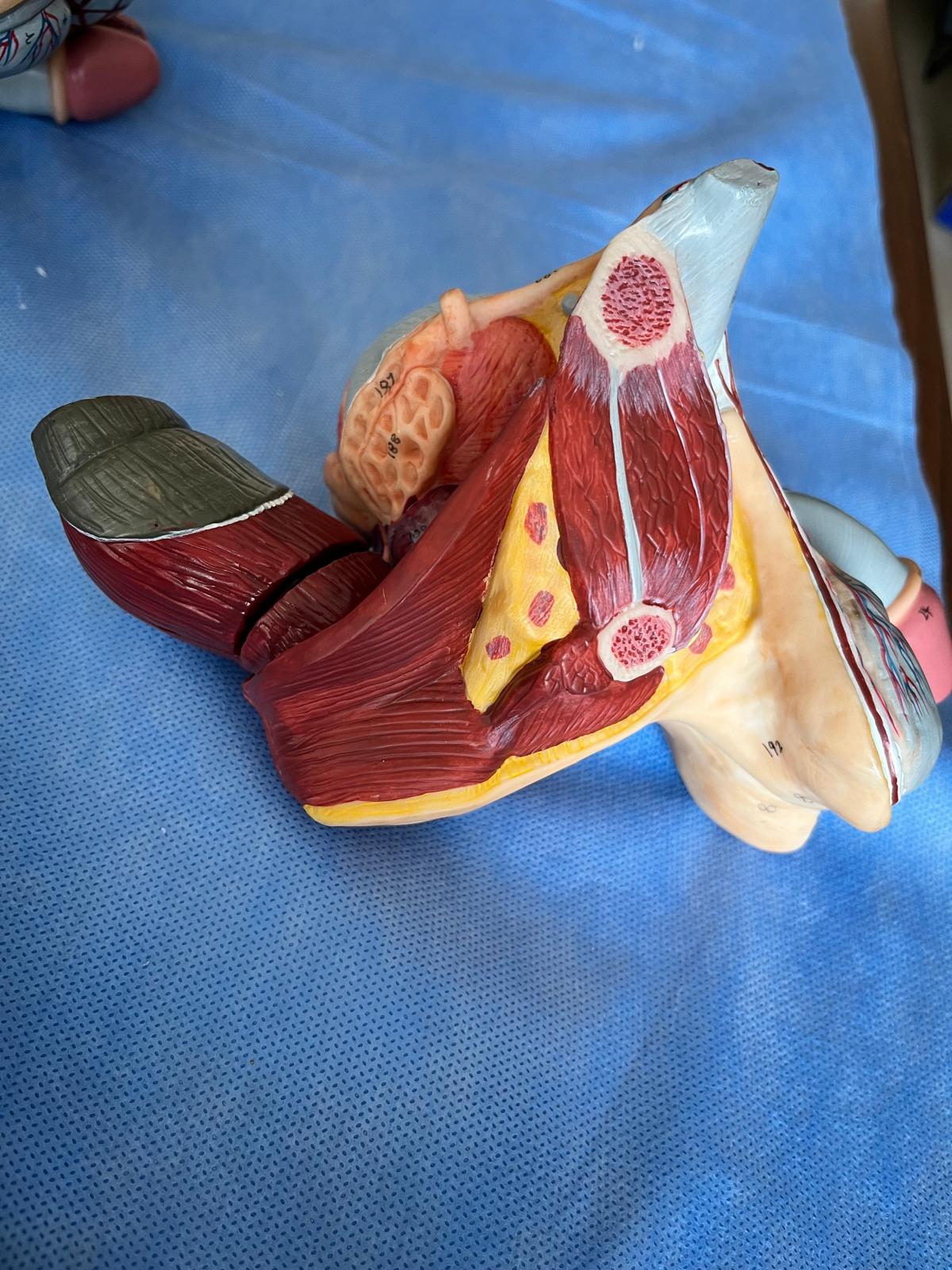 9-Erkek Genital Organ Maketi