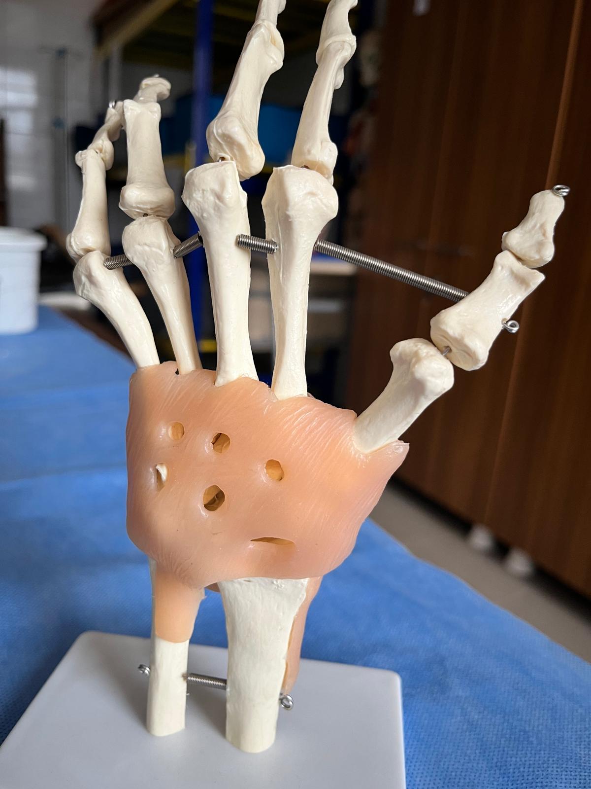 9-El Bileği İskeleti