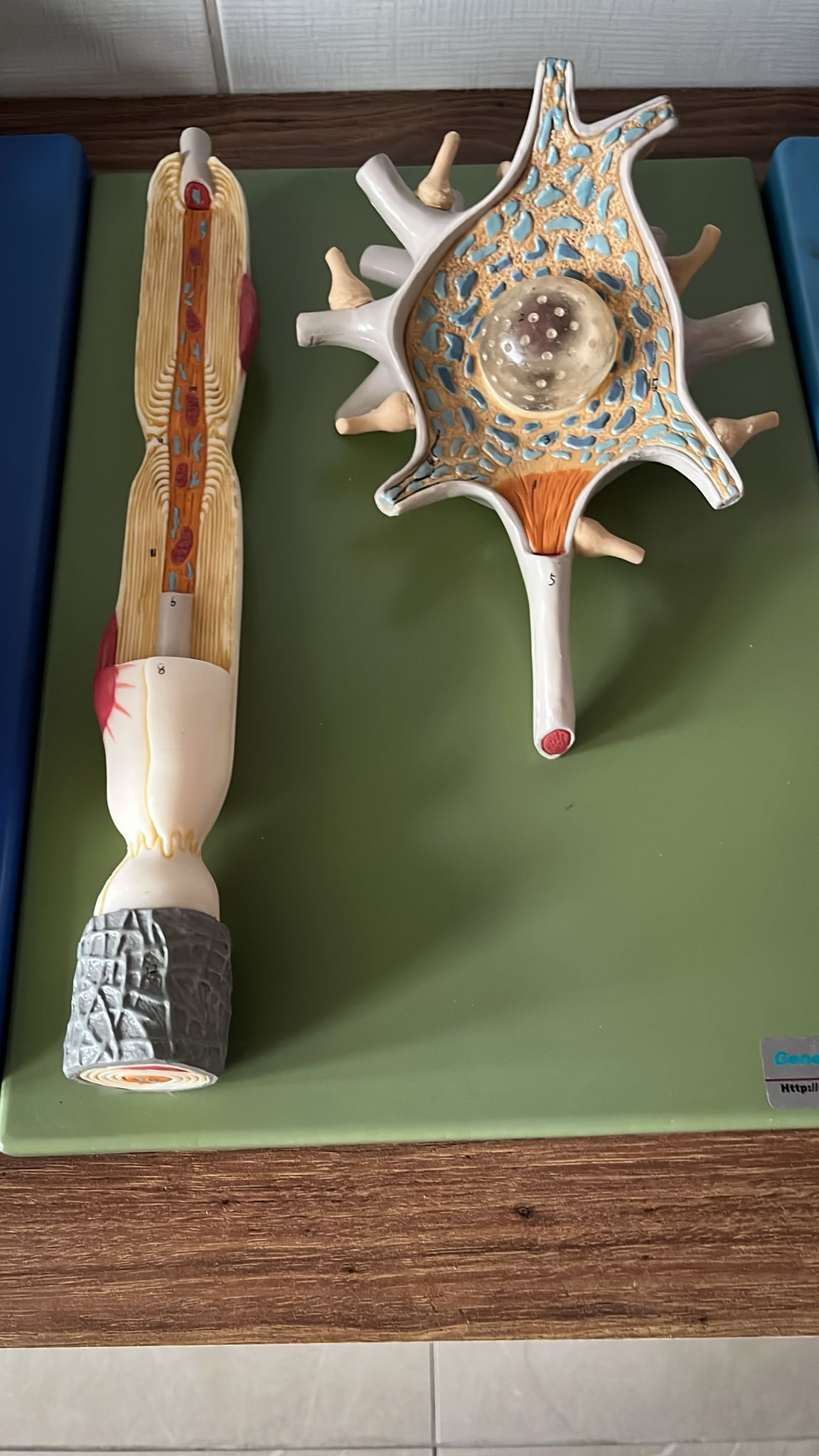 9-Nöron Modeli