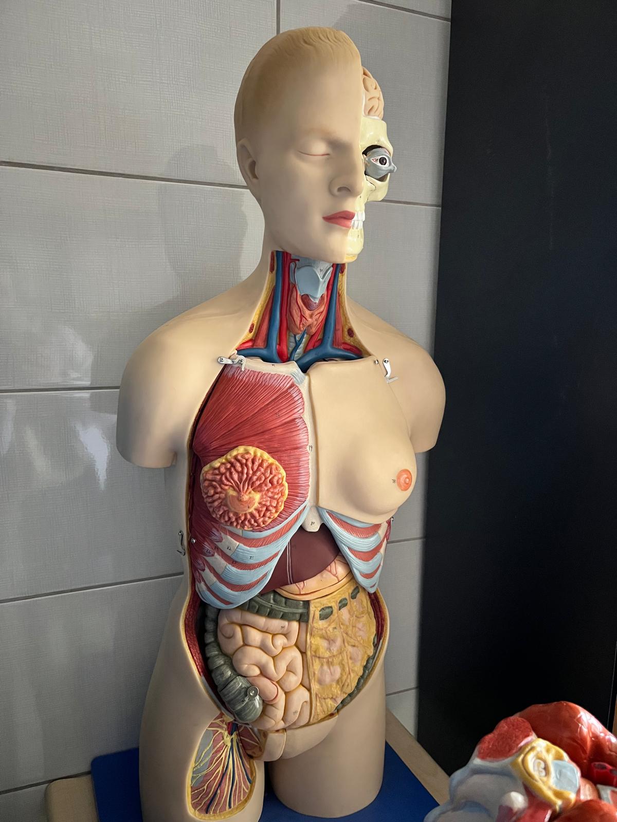 9-Torakal Boşluk Organları Modeli