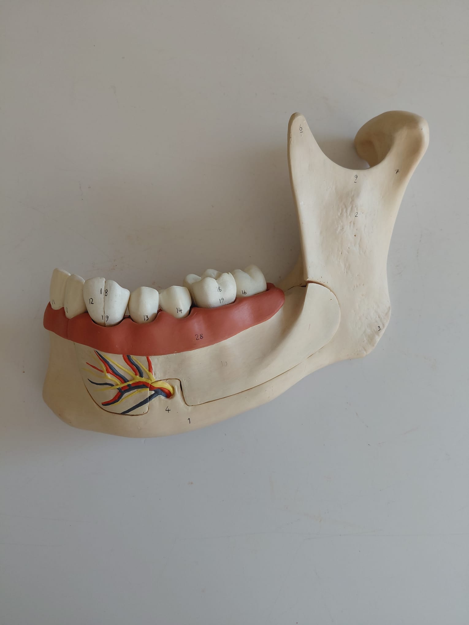 1-Alt Çene (18 Yaş)