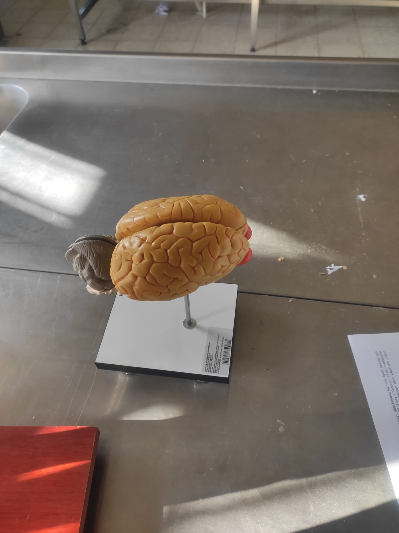 At Beyin Anatomisi Maketi