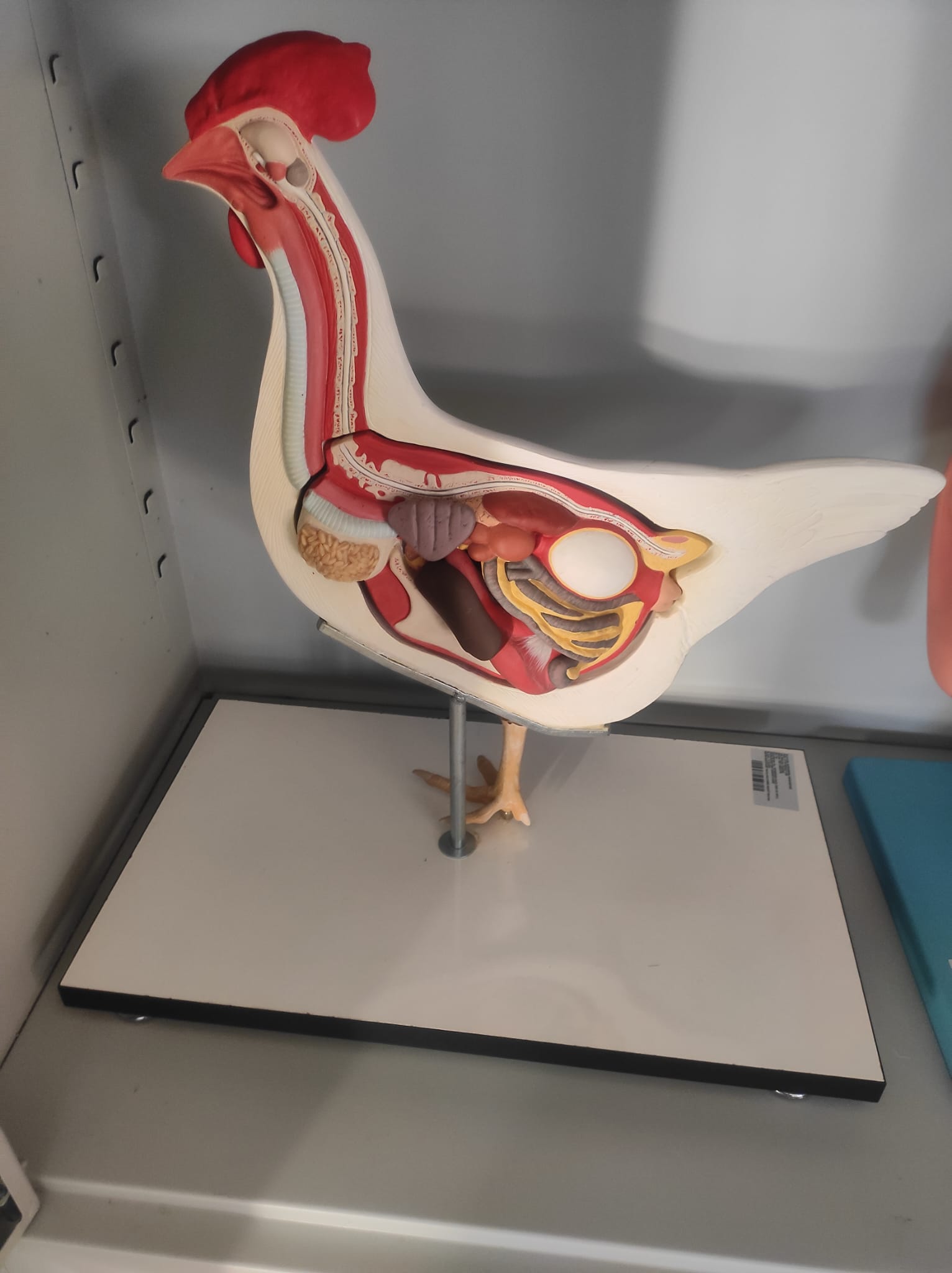 Tavuk Anatomisi Maketi