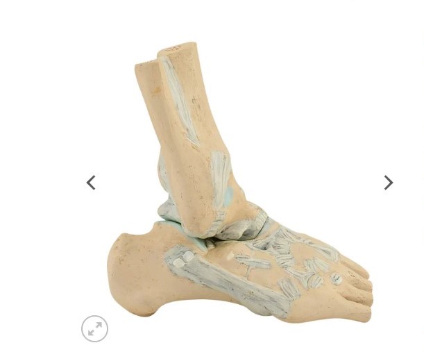 1-Açık Talonavicular Eklemi ve Ayak Bileği Ligamentleri