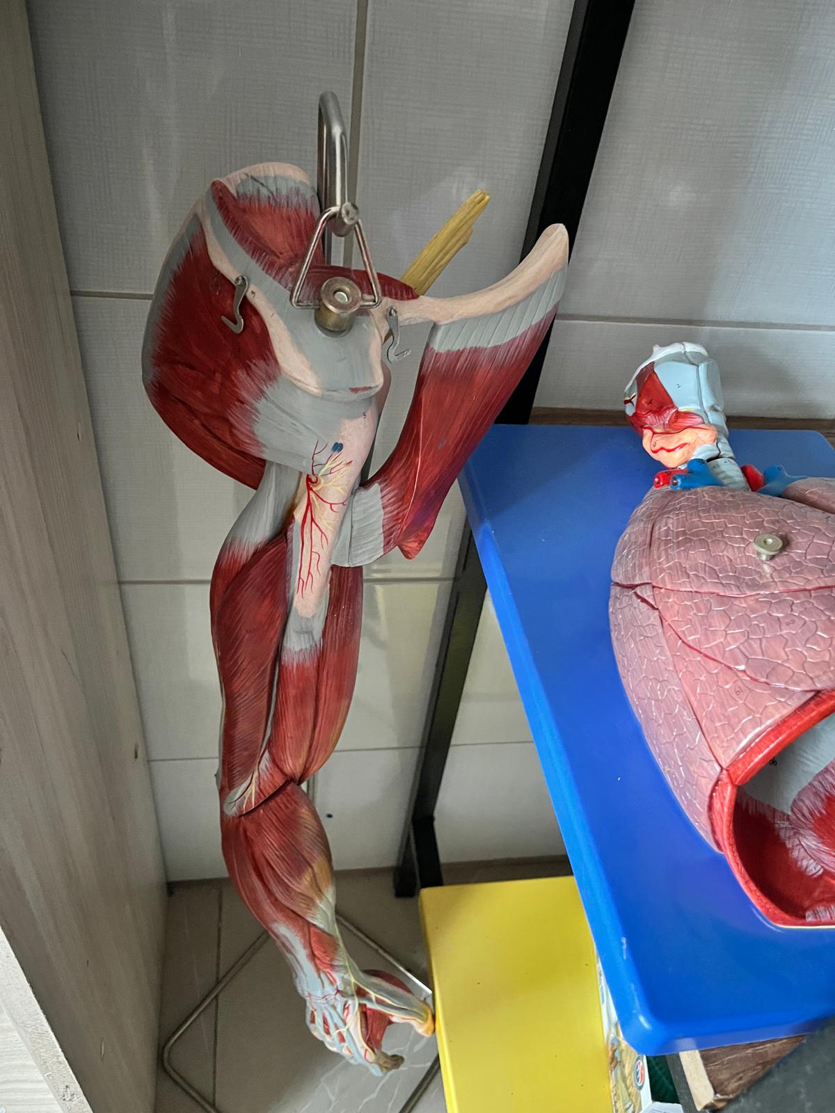9-Üst Ekstremite Kas Maket Seti