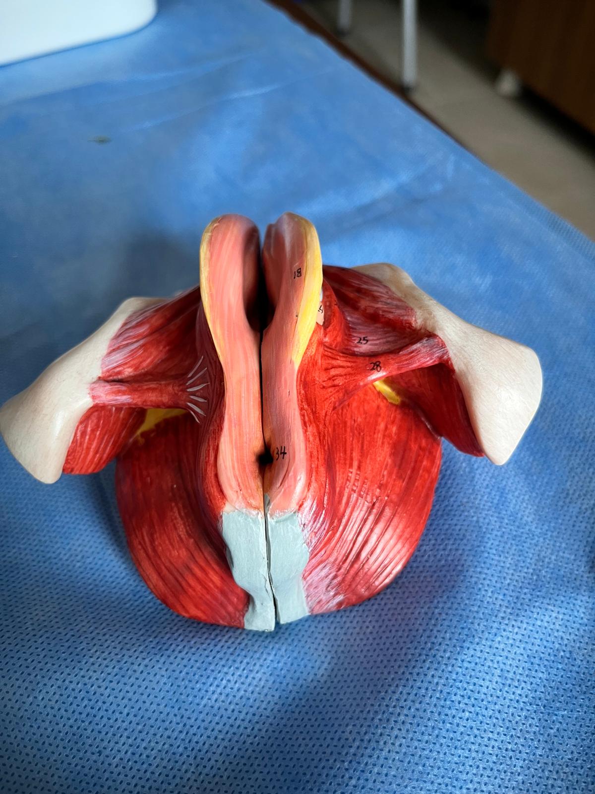 9-Kadın Ürogenital Sistem Modeli