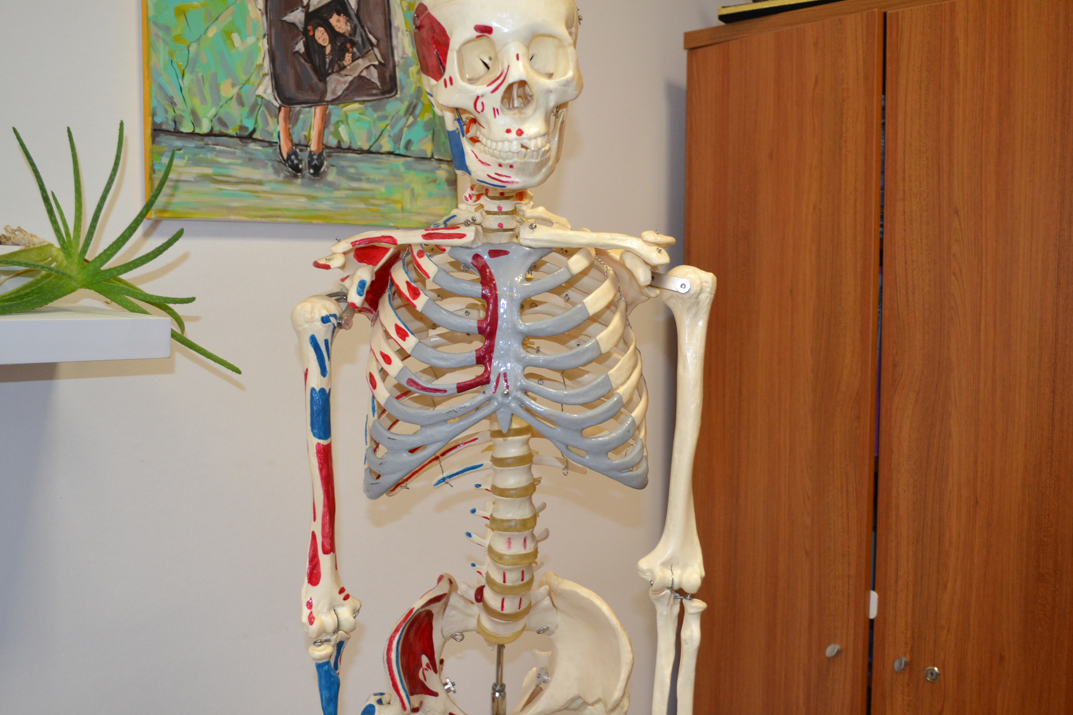 Erkek İnsan İskeleti